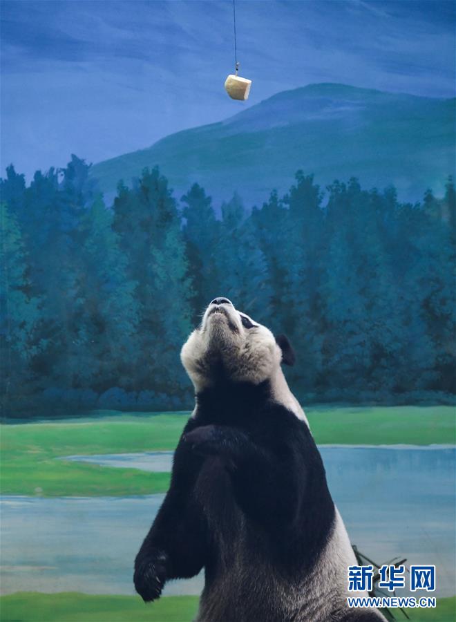 （社會）（6）大陸贈臺大熊貓“團(tuán)團(tuán)”“圓圓”歡度14歲生日